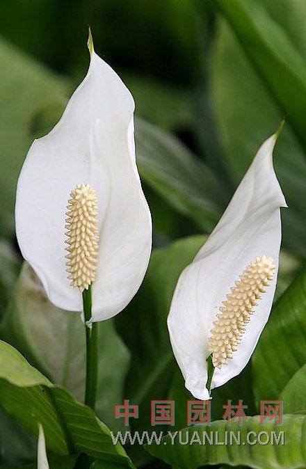 白鶴芋 苞葉芋，白掌，一帆風順