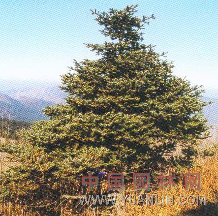 巴山冷杉 鄂西冷杉   太白冷杉