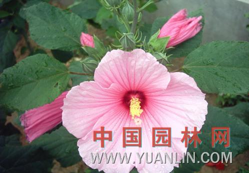 大花秋葵 草芙蓉、大花芙蓉葵</title><scr