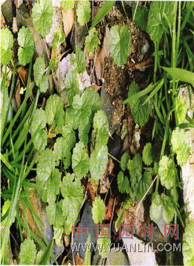 連錢草 金錢草、佛耳草、活血丹