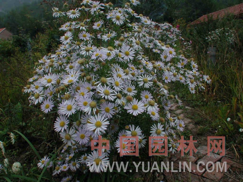 草地風(fēng)毛菊 驢耳風(fēng)毛菊、羊耳朵 