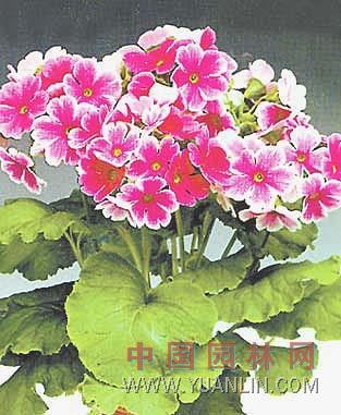 歐洲報(bào)春花