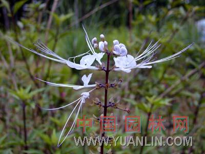 貓須草 腎茶、腰只草、化石草