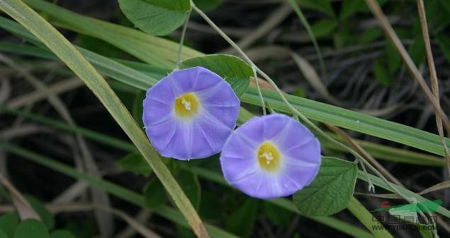 藍(lán)花土瓜 