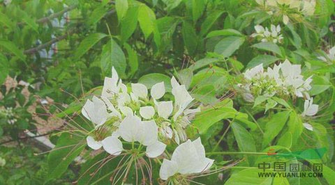 西藏山茉莉 