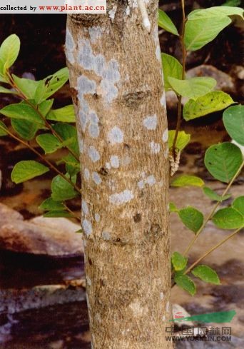 小葉白辛樹(shù)