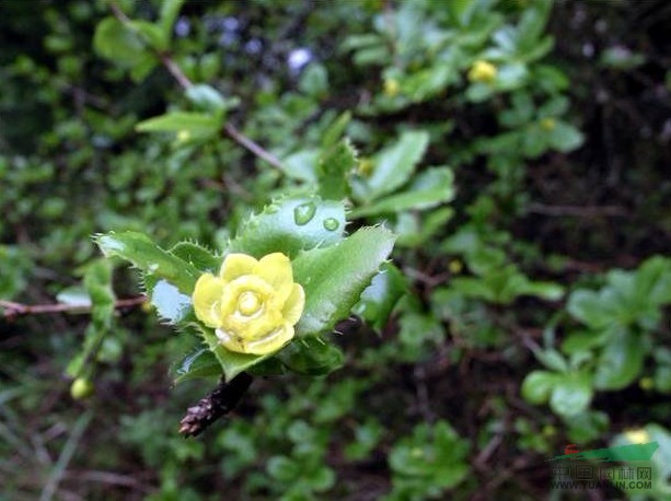 秦嶺小檗(原變種)