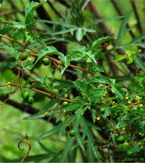 掌裂蛇葡萄 掌裂草葡萄、光葉草葡萄