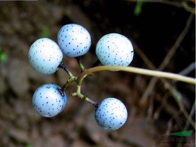 掌裂草葡萄 