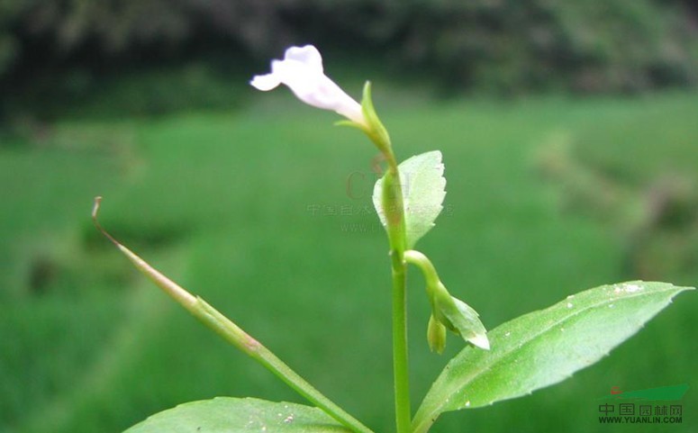 長(zhǎng)蒴母草