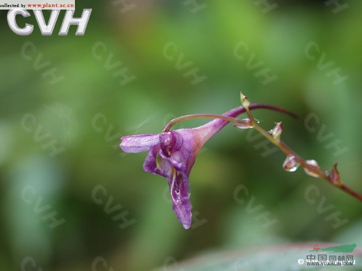 藍(lán)花鳳仙花 