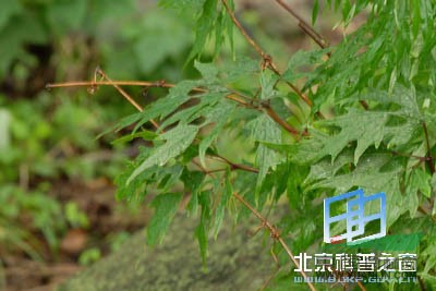 深裂山葡萄