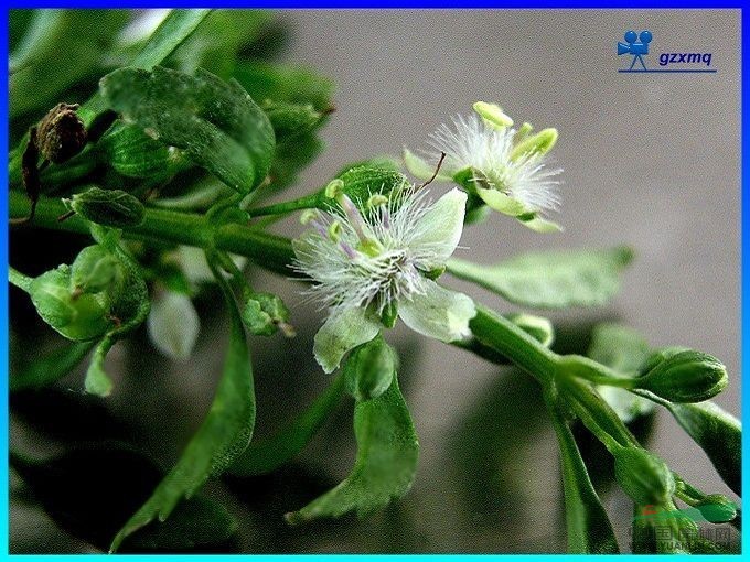 野甘草 冰糖草