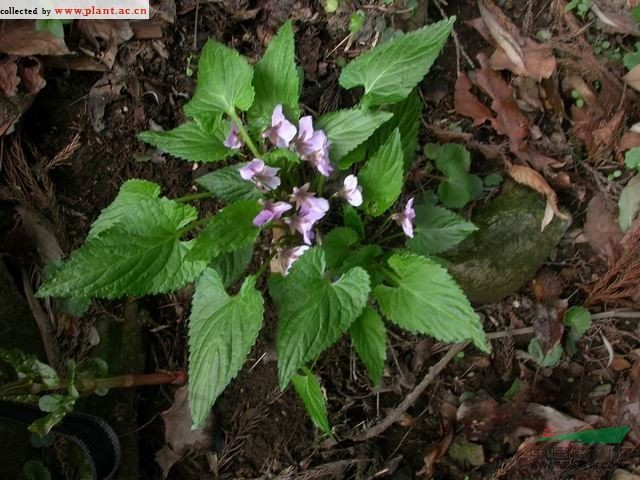 粗齒堇菜