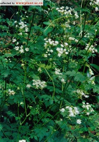 白苞芹 藁本(拉漢種子植物名稱)，石防風(fēng)(湖南)，紫莖芹(中國高等植物圖鑒)