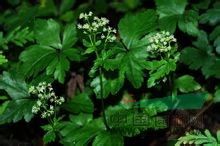 薄片變豆菜 散血草、野芹菜、肺筋草