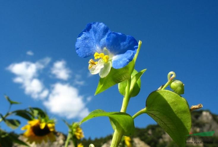 鴨跖草 竹葉菜、蘭花竹葉