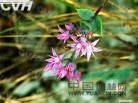 對(duì)葉孔巖草